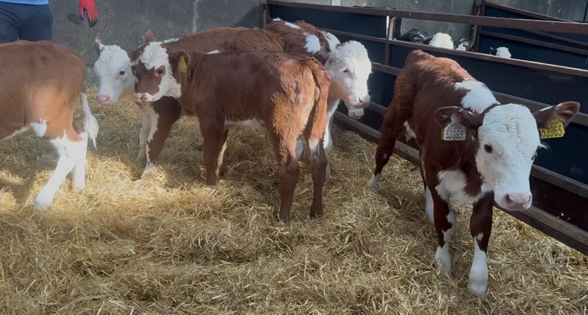 ❌red white head hefiers ❌ - Image 4