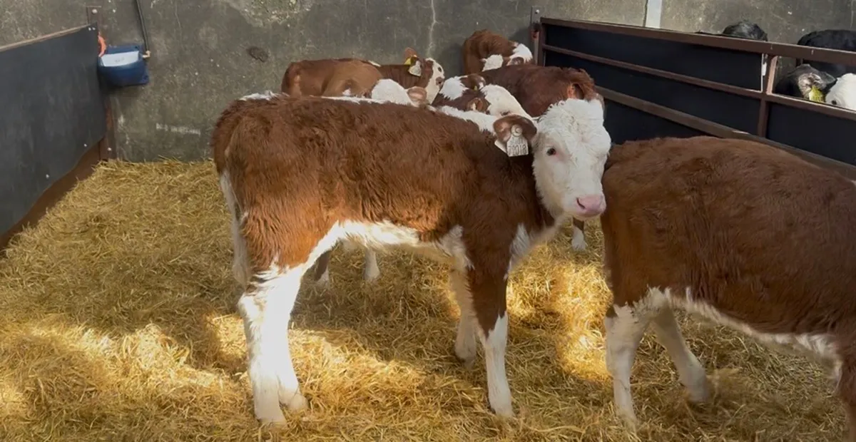 ❌red white head hefiers ❌ - Image 1