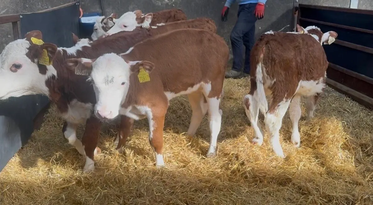 ❌red white head hefiers ❌ - Image 2