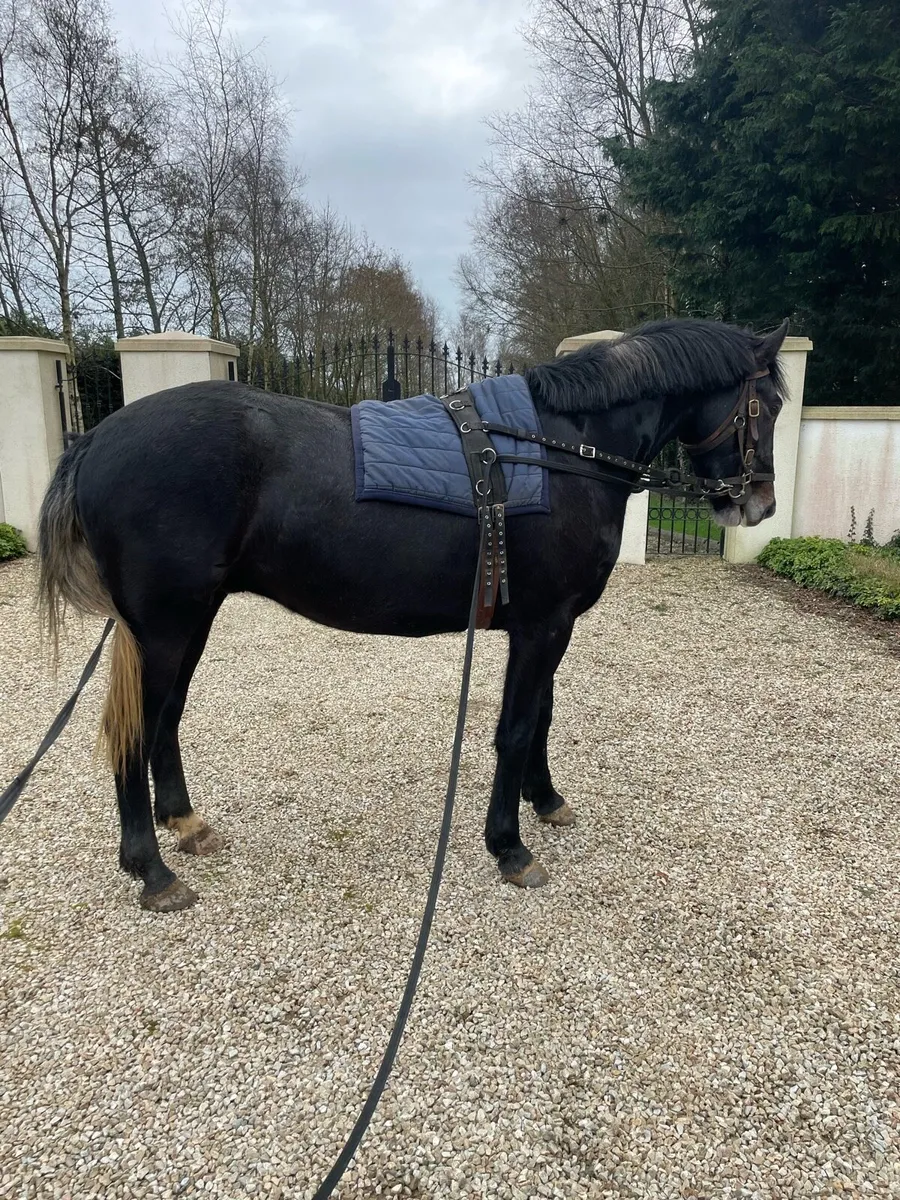 4yr old Irish sport horse - Image 2
