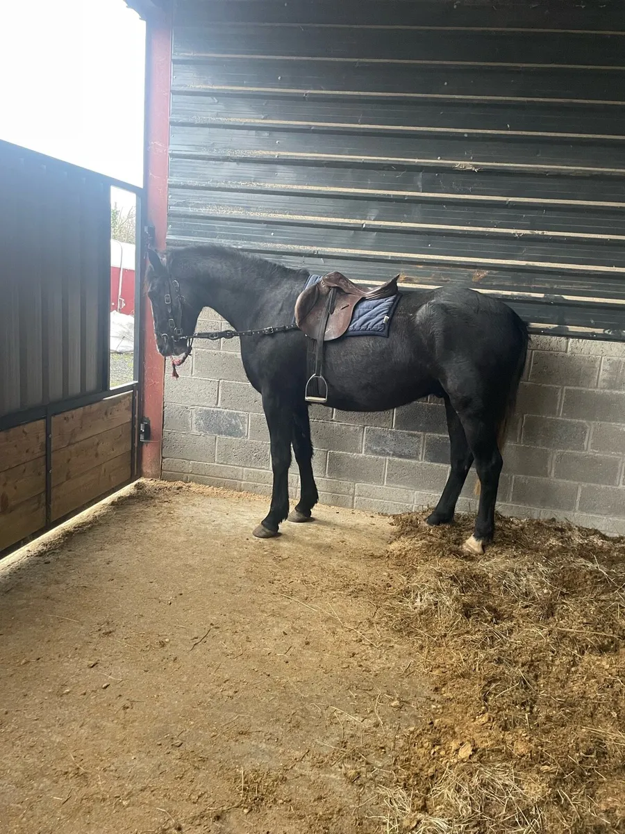 4yr old Irish sport horse - Image 3
