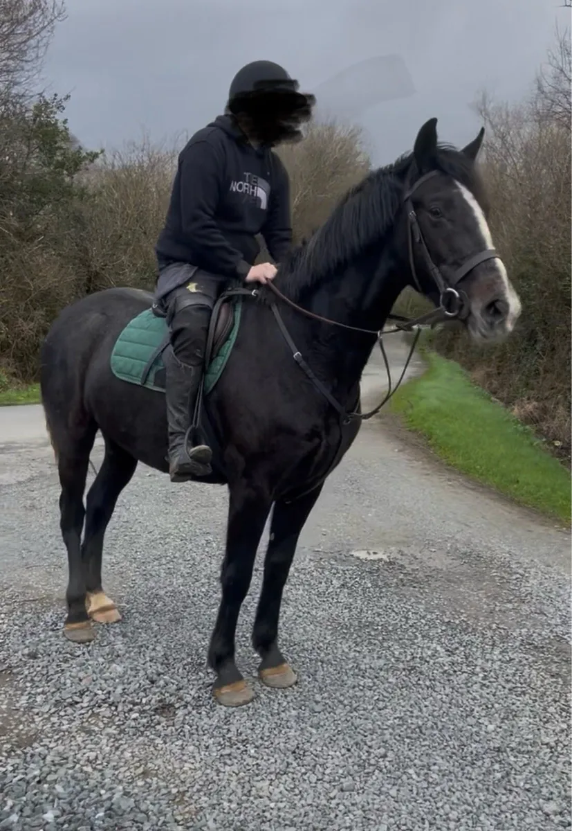 4yr old Irish sport horse - Image 4
