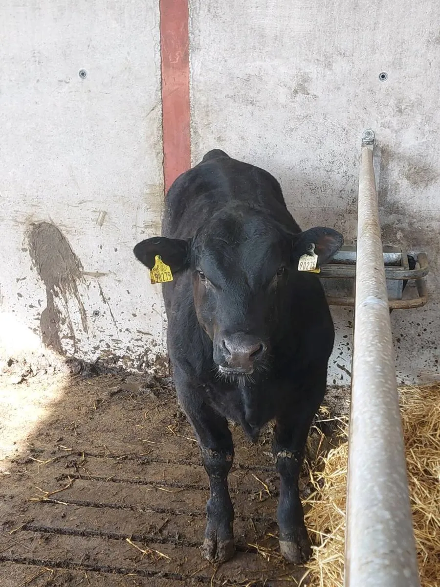 Suckler Angus bull weanlings - Image 1