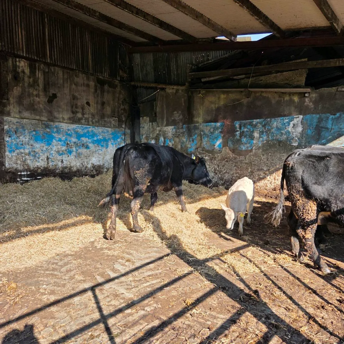 Cows and Calfs at foot - Image 4