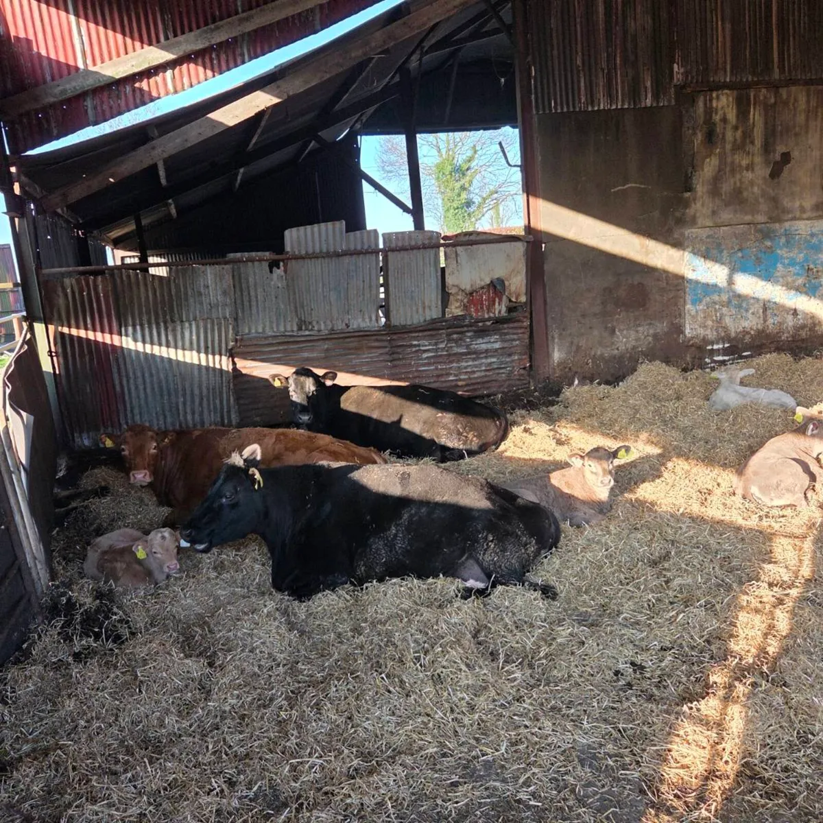 Cows and Calfs at foot - Image 2