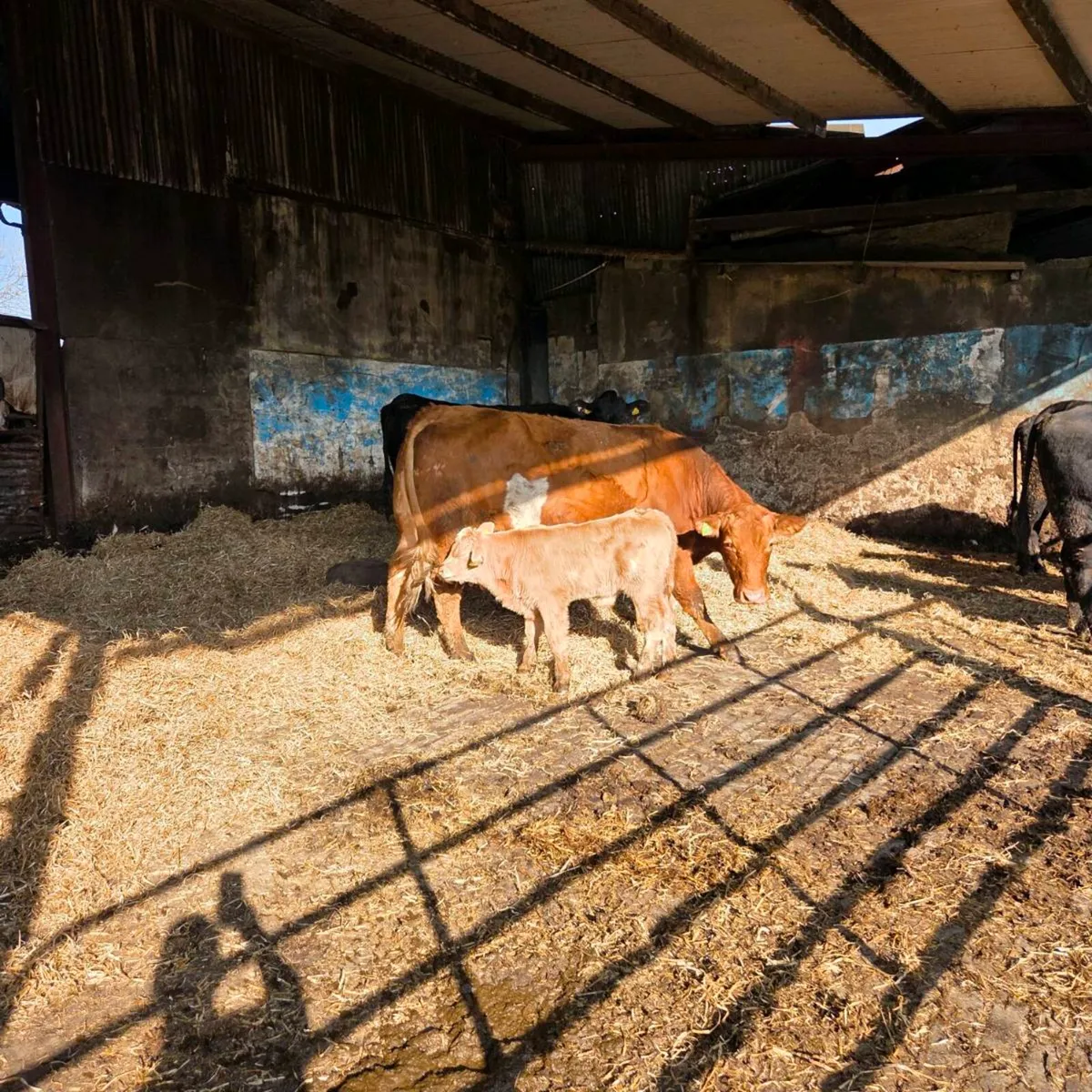 Cows and Calfs at foot - Image 3