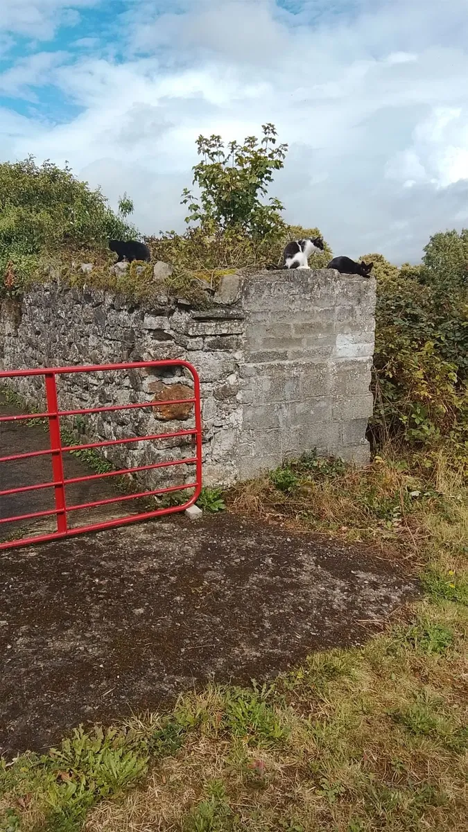 Handyman Services  Co. Meath - Image 4