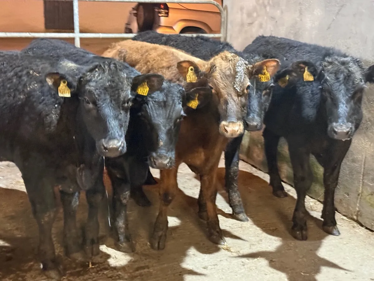5 ABERDEEN ANGUS BULLOCKS ( 270 kgs ) - Image 1