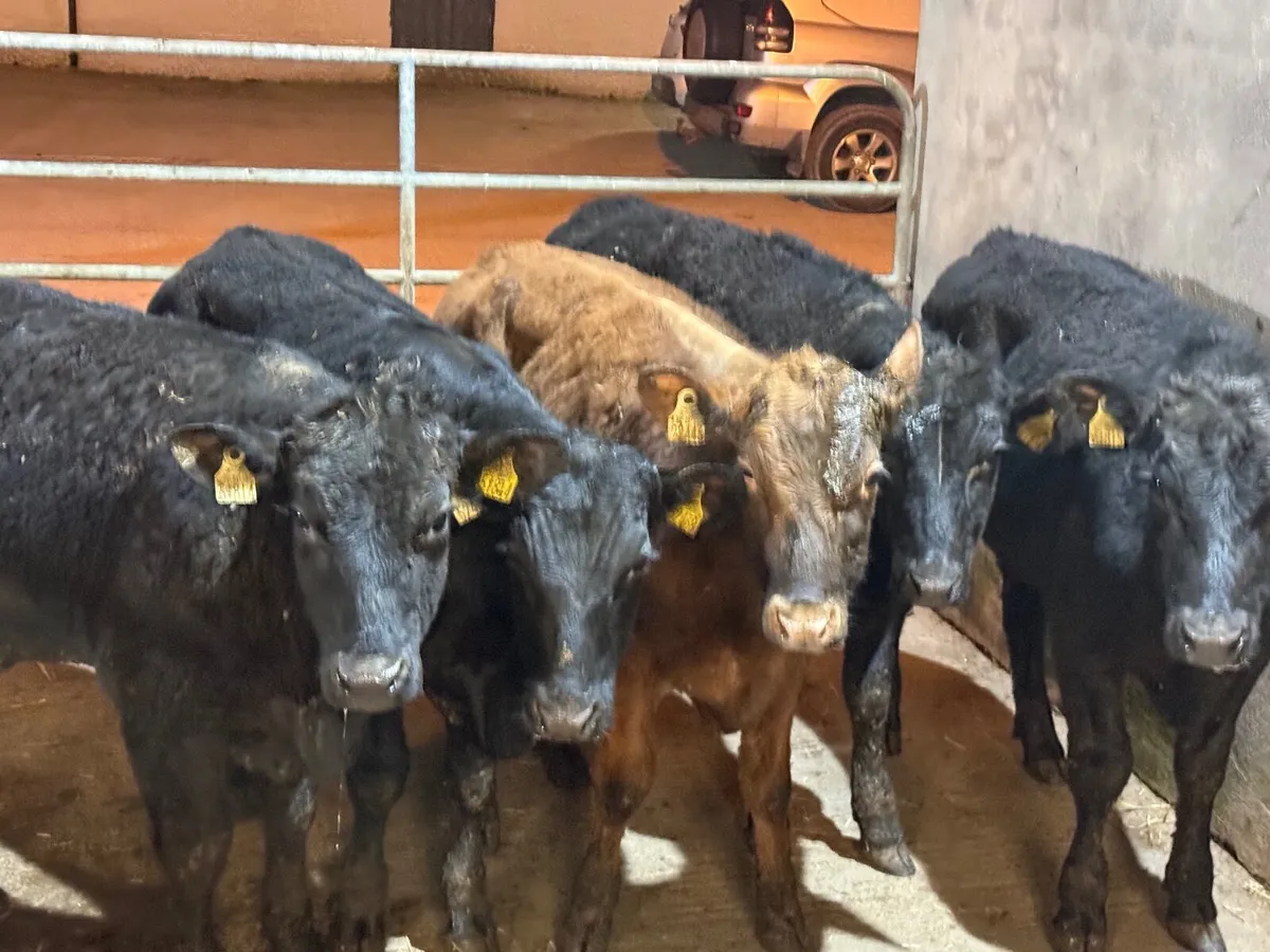 5 ABERDEEN ANGUS BULLOCKS ( 270 kgs ) - Image 2