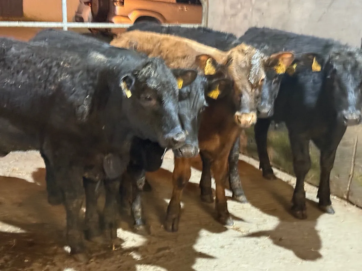 5 ABERDEEN ANGUS BULLOCKS ( 270 kgs ) - Image 3