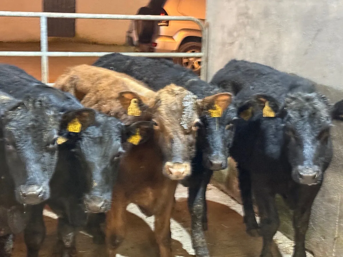 5 ABERDEEN ANGUS BULLOCKS ( 270 kgs ) - Image 4