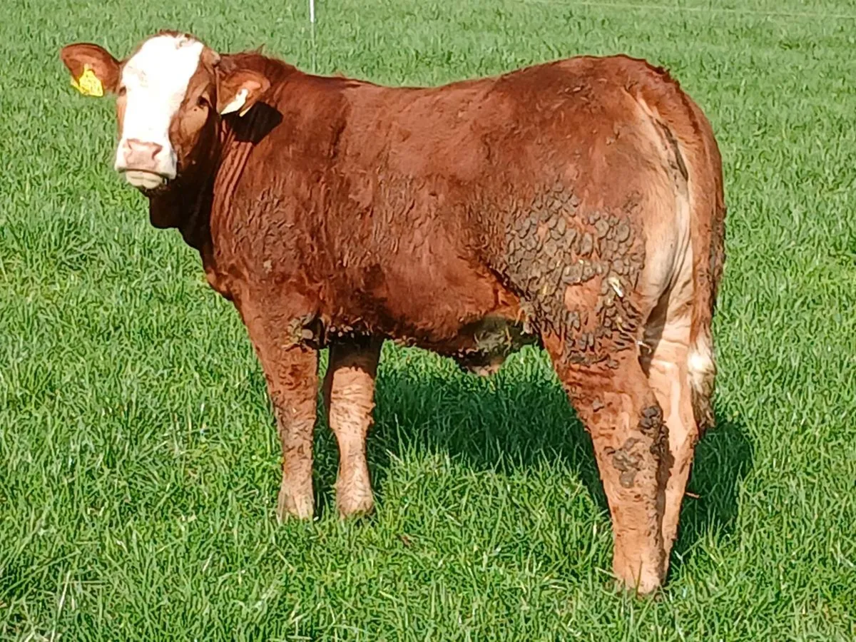 Breeding heifer for sale ennis mart tue 24th. - Image 1