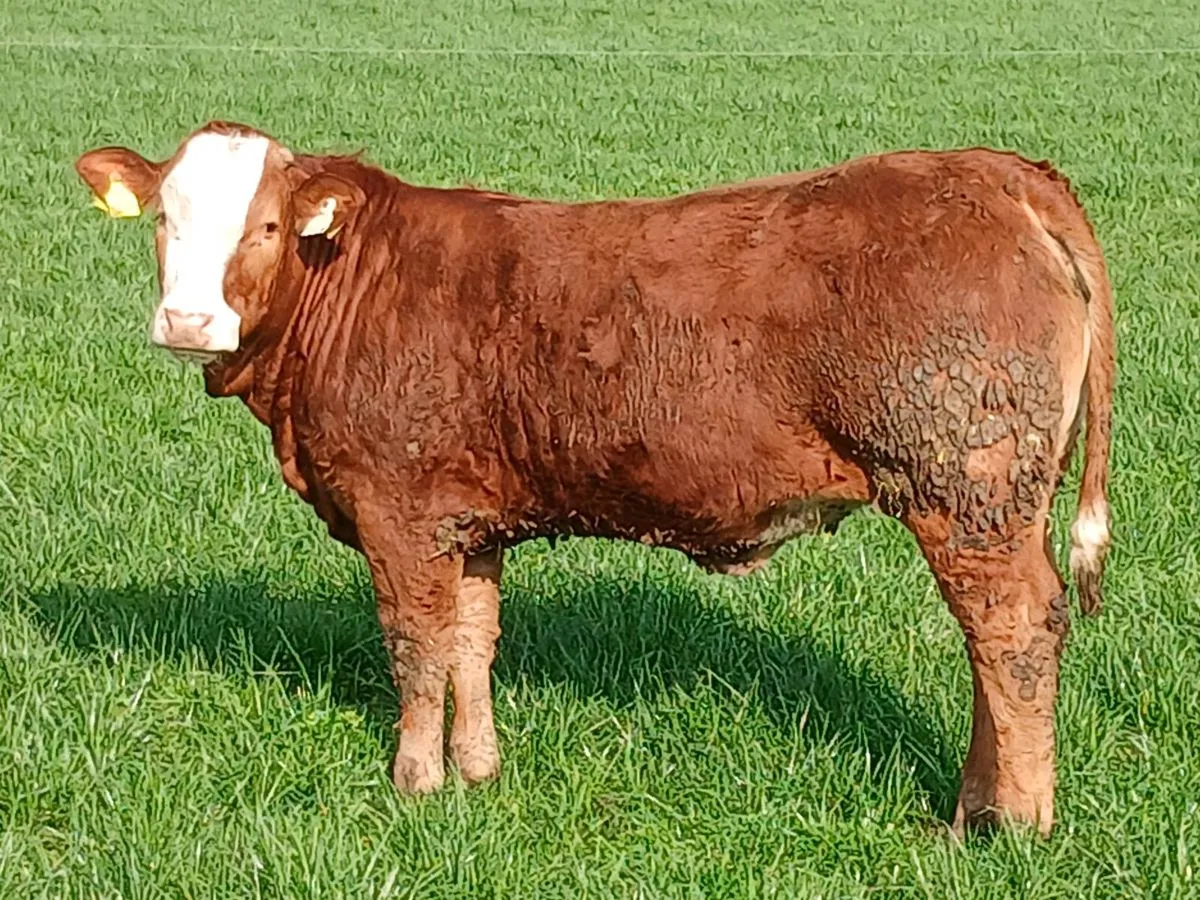 Breeding heifer for sale ennis mart tue 24th. - Image 2
