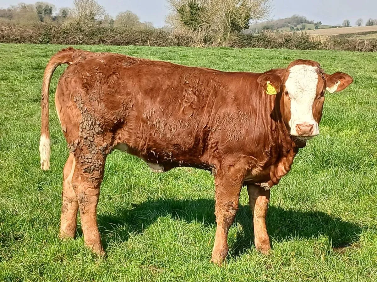 Breeding heifer for sale ennis mart tue 24th. - Image 3