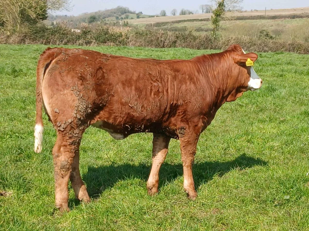 Breeding heifer for sale ennis mart tue 24th. - Image 4