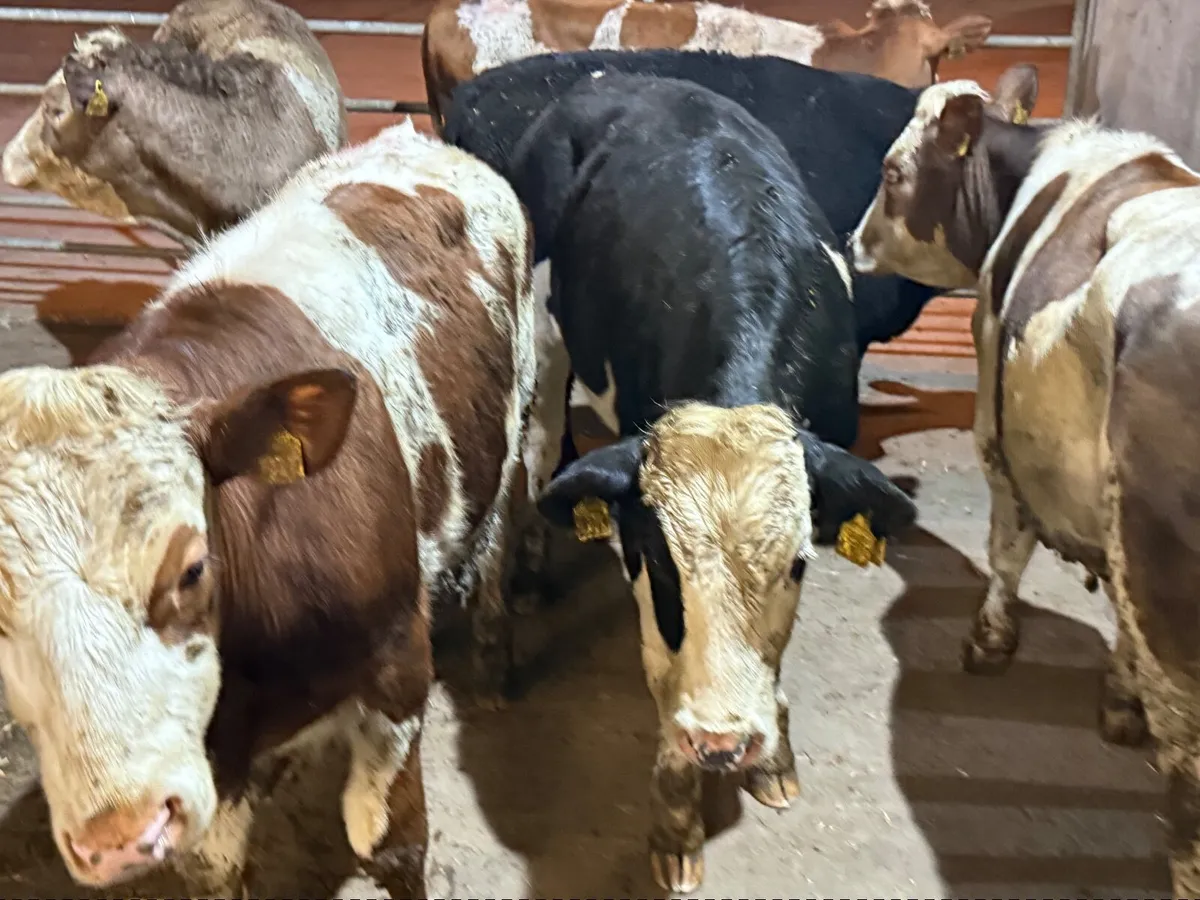 6 SIMMENTAL BULLOCKS ( 350 KGS) - Image 1