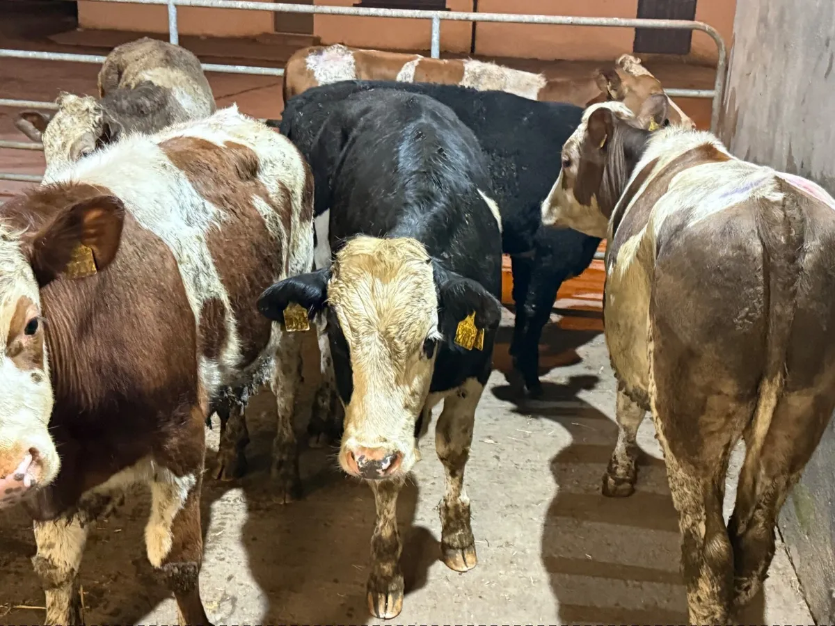 6 SIMMENTAL BULLOCKS ( 350 KGS) - Image 2
