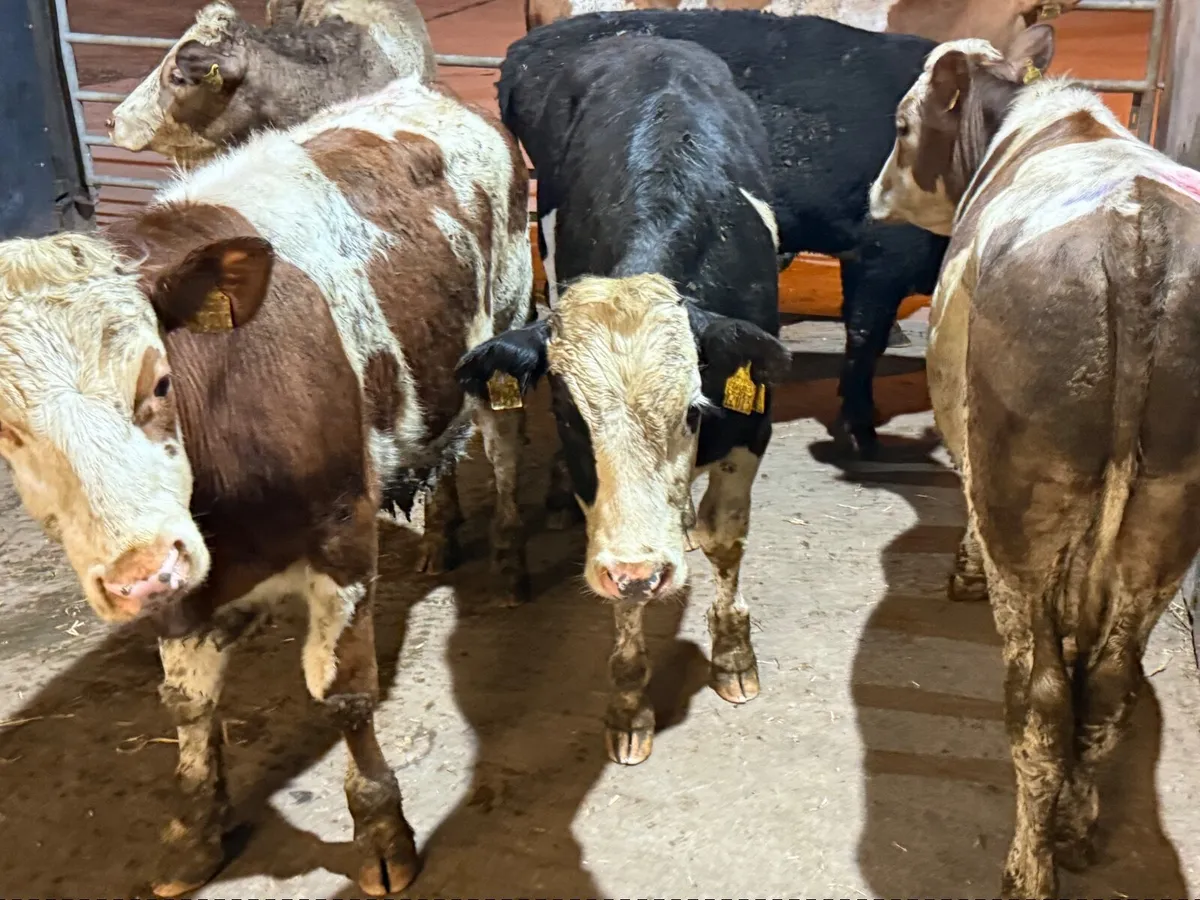 6 SIMMENTAL BULLOCKS ( 350 KGS) - Image 3