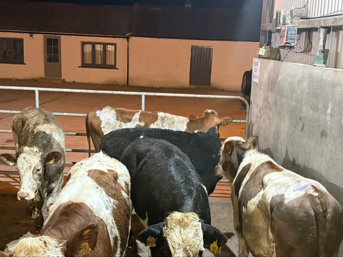 6 SIMMENTAL BULLOCKS ( 350 KGS) - Image 4