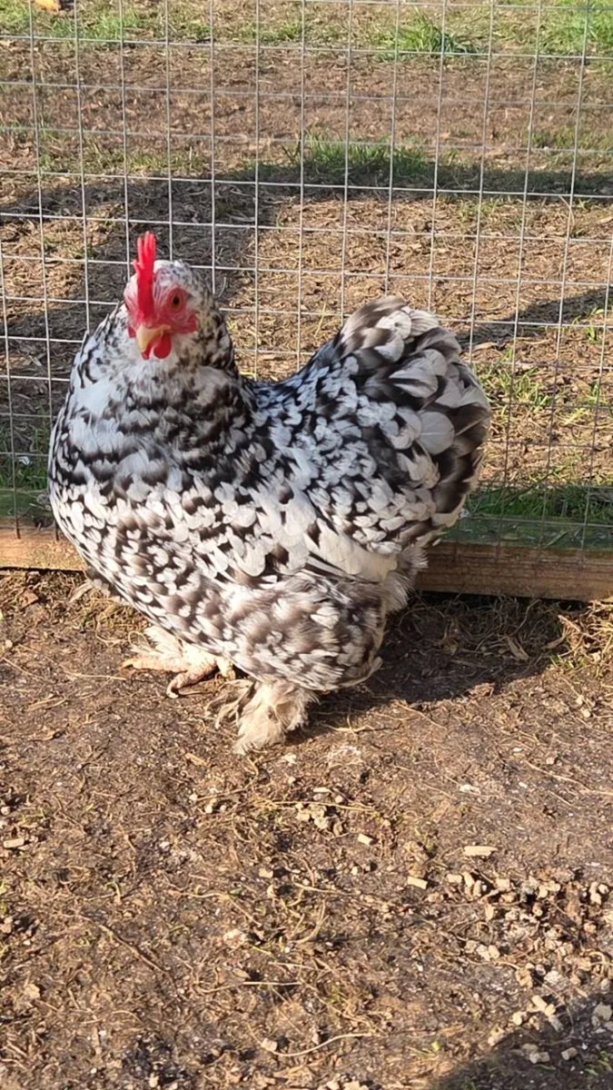 Hatching eggs Pekin bantam - Image 1