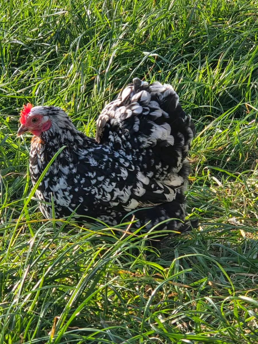 Hatching eggs Pekin bantam - Image 3