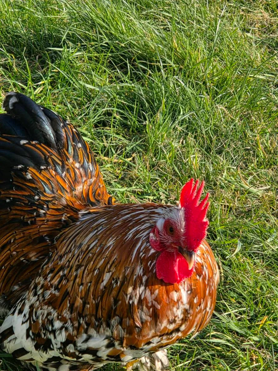 Hatching eggs Pekin bantam - Image 4