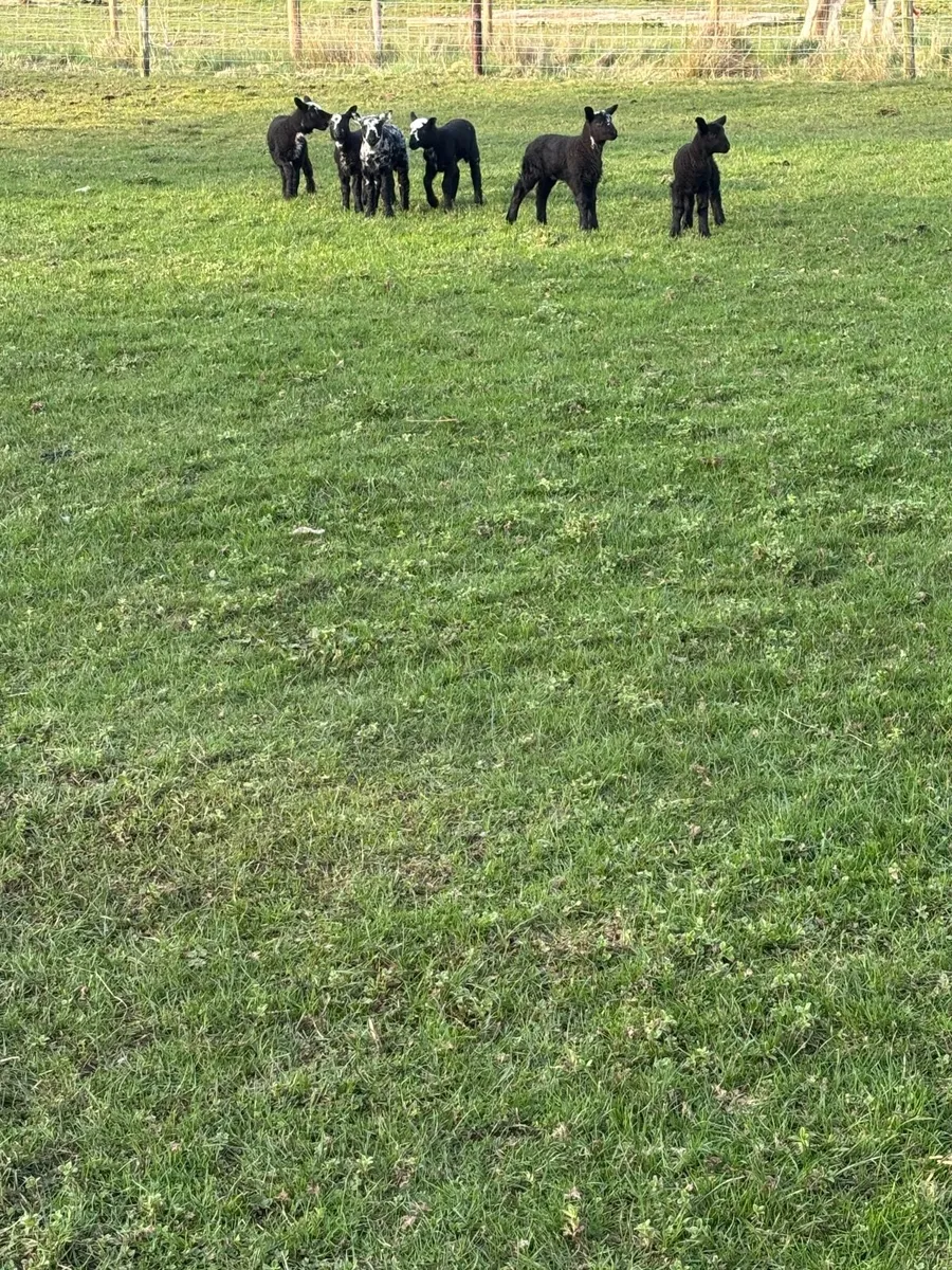 Sheep with lambs at foot - Image 3