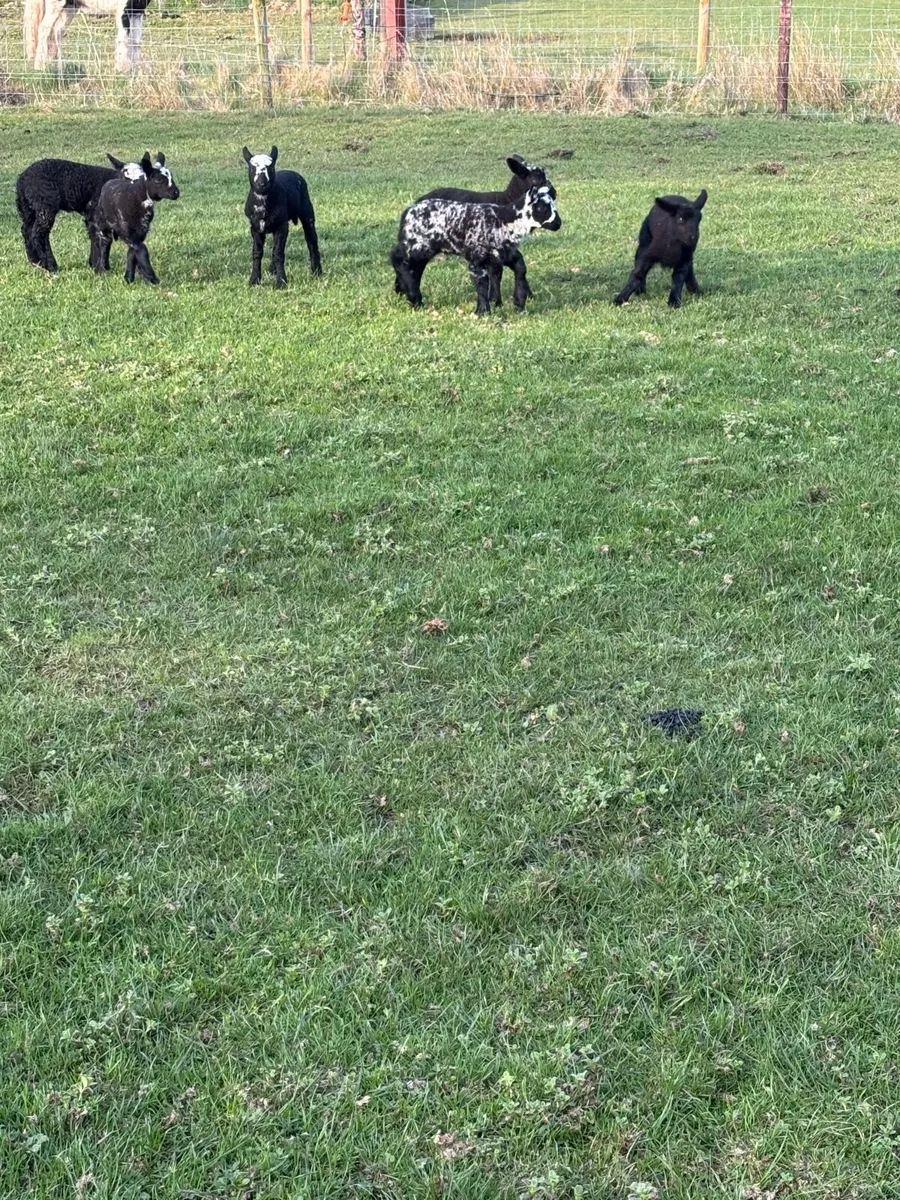 Sheep with lambs at foot - Image 4