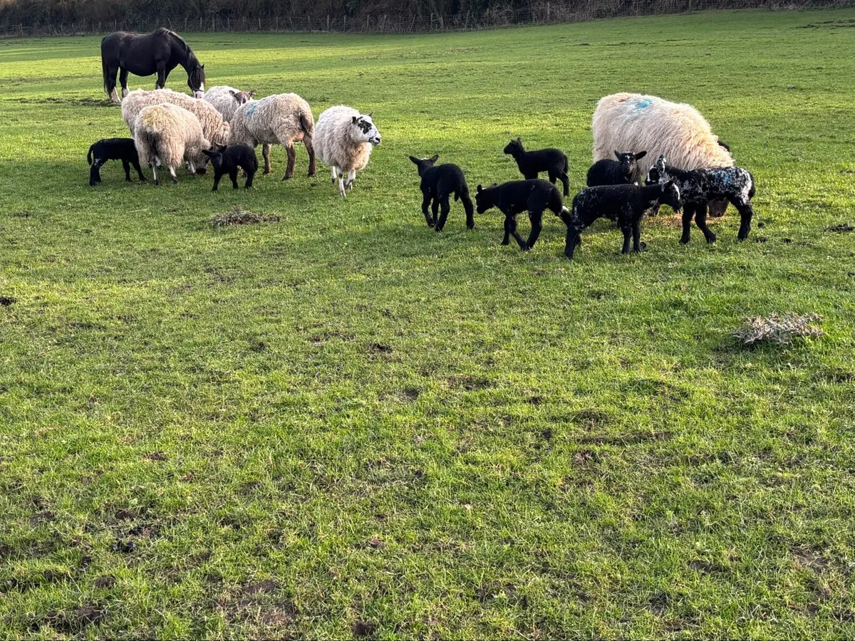 Sheep with lambs at foot - Image 2