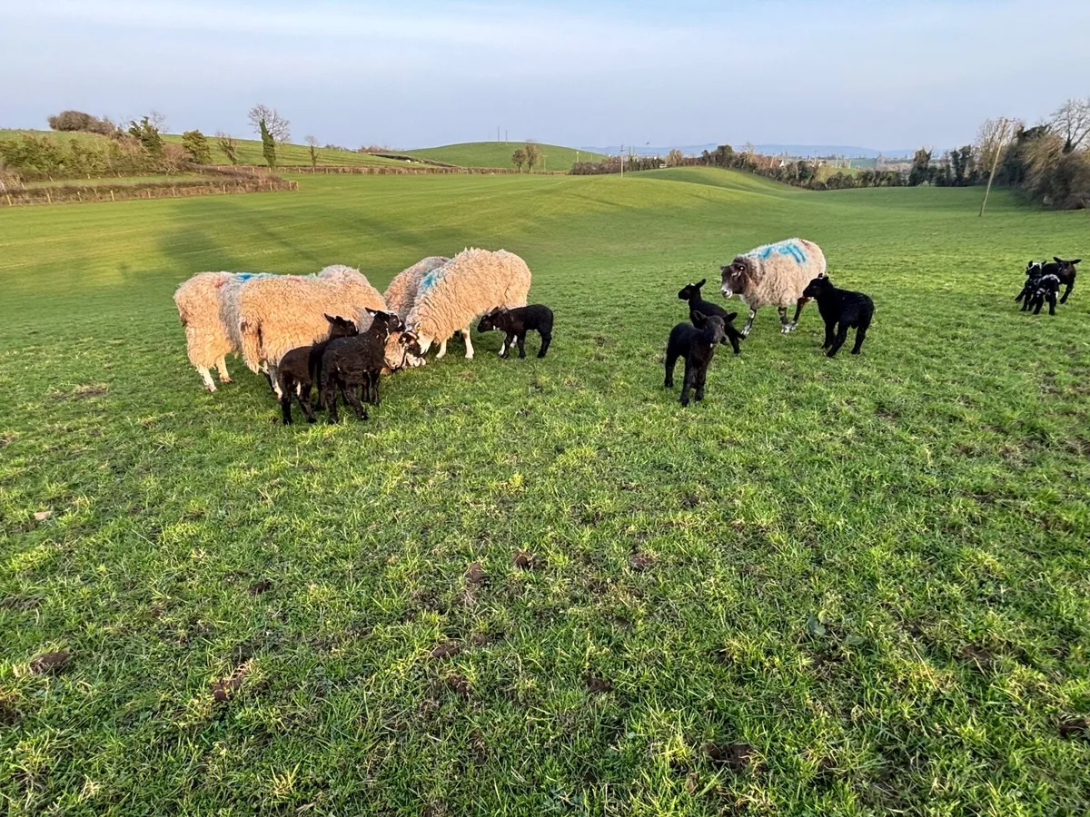 Sheep with lambs at foot - Image 1