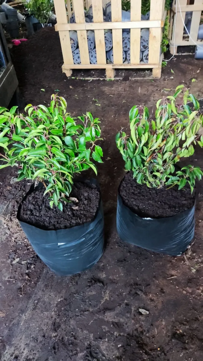 Cherry Laurel Hedge in 3 litre pots 3ft 5 euro - Image 3