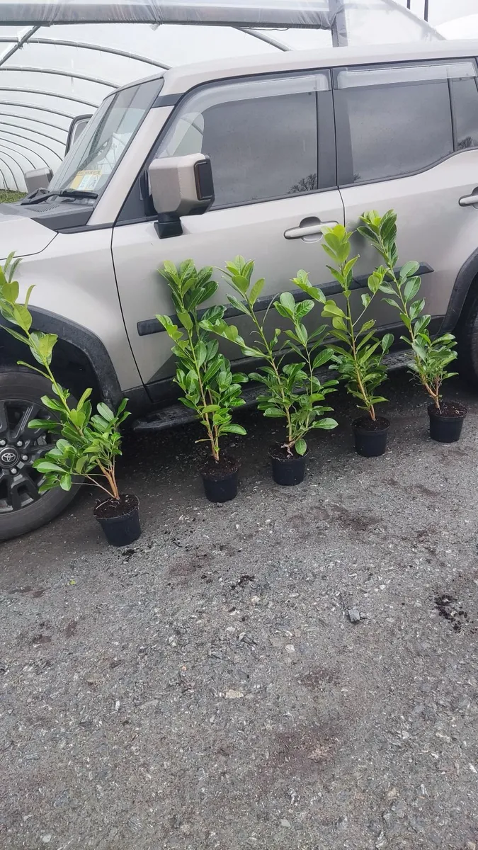 Cherry Laurel Hedge in 3 litre pots 3ft 5 euro - Image 1