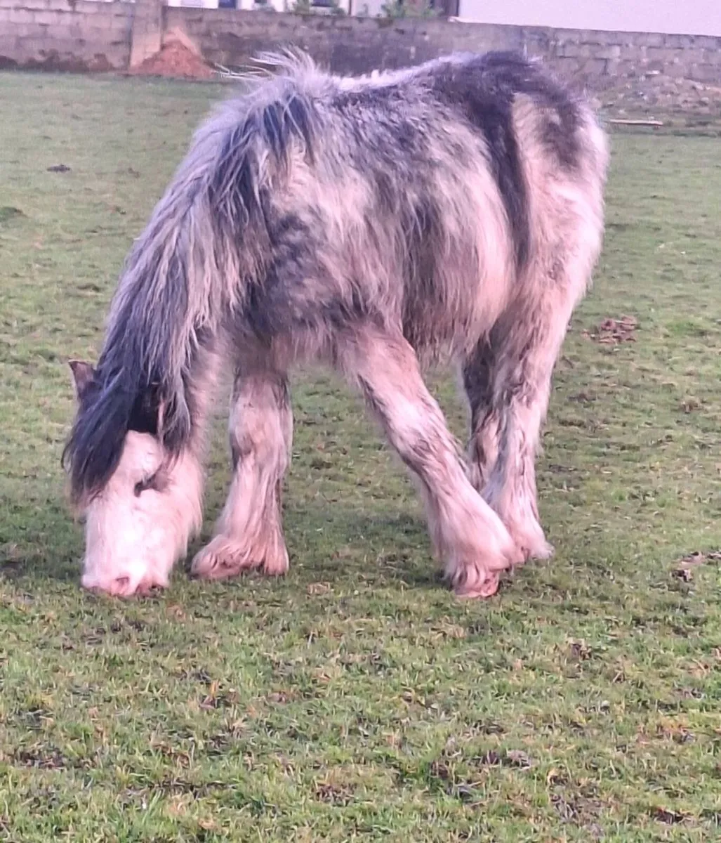 Bladgon Colt. - Image 2