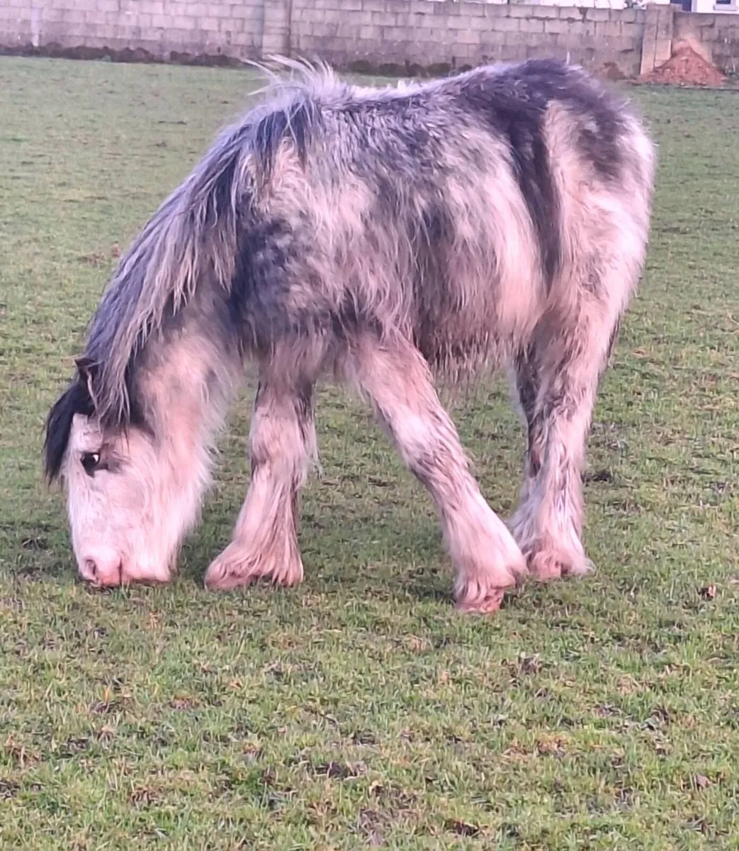 Bladgon Colt. - Image 1