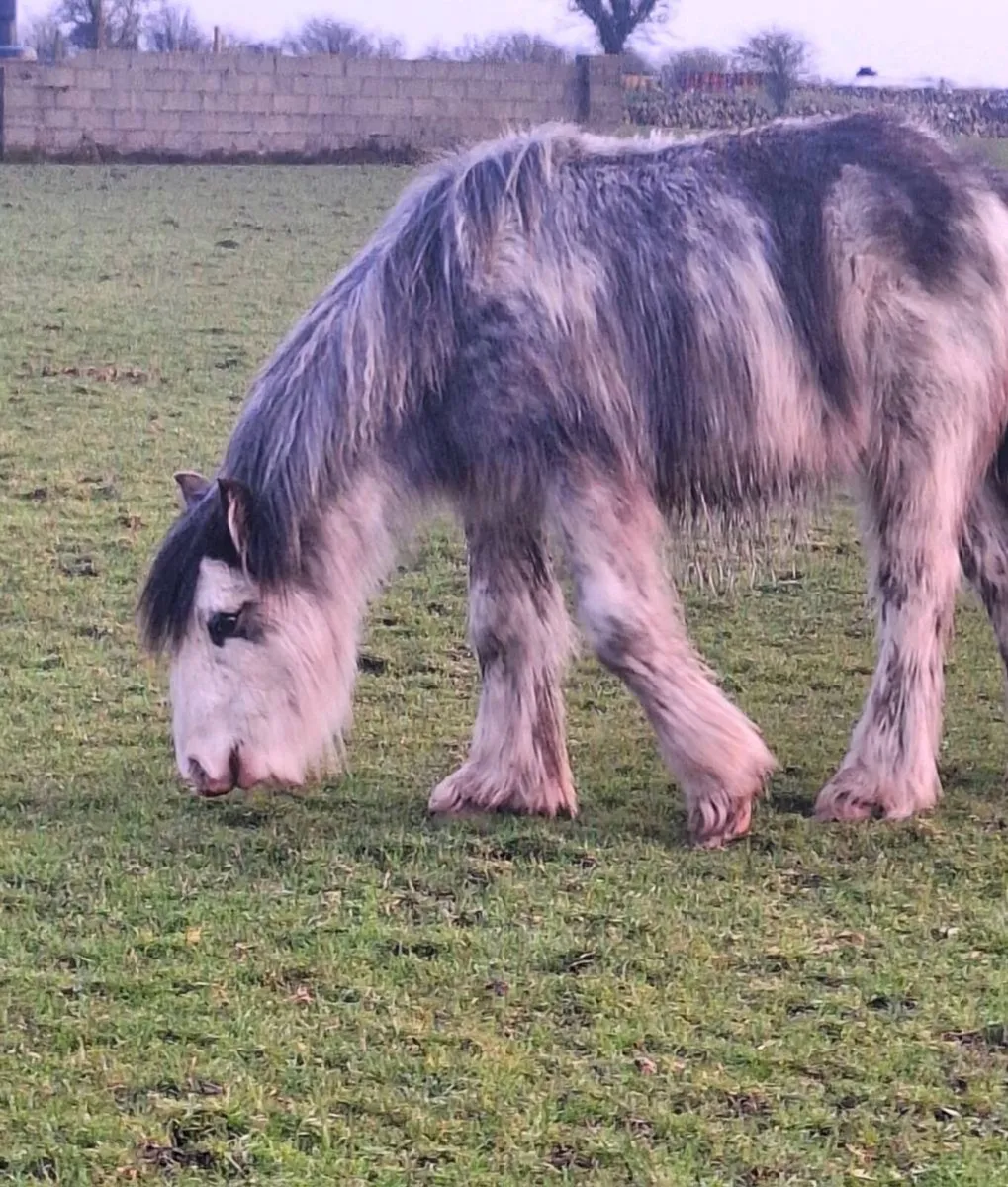 Bladgon Colt. - Image 3