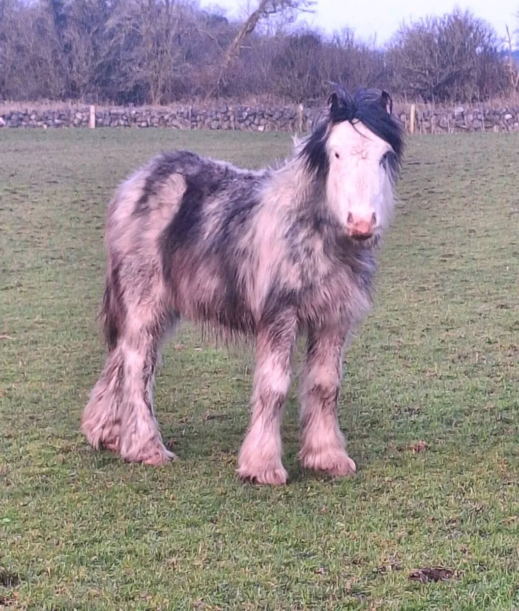 Bladgon Colt. - Image 4