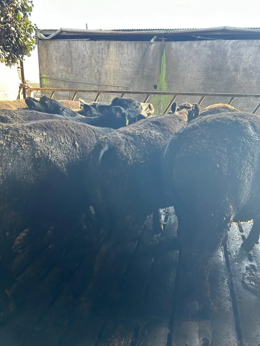 Angus Bullocks for sale - Image 2
