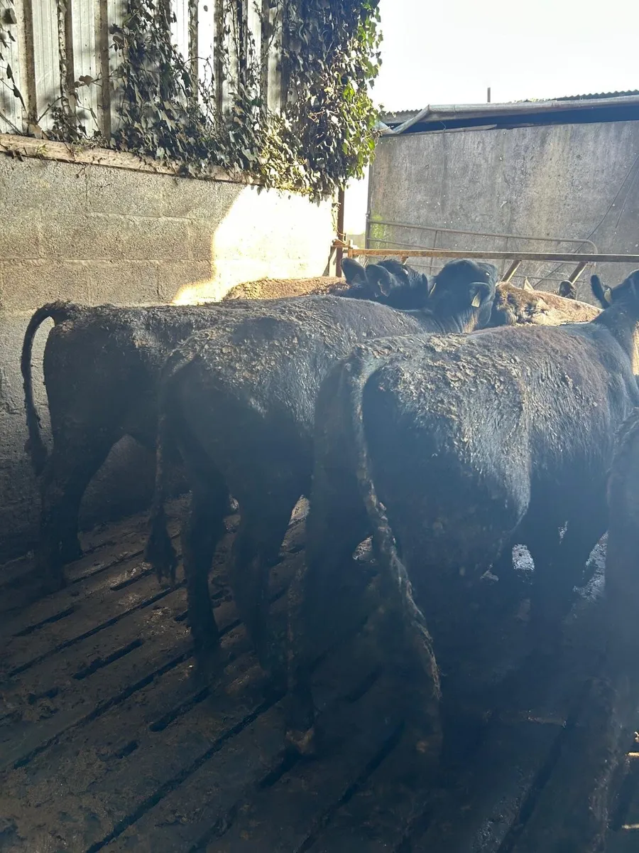 Angus Bullocks for sale - Image 3