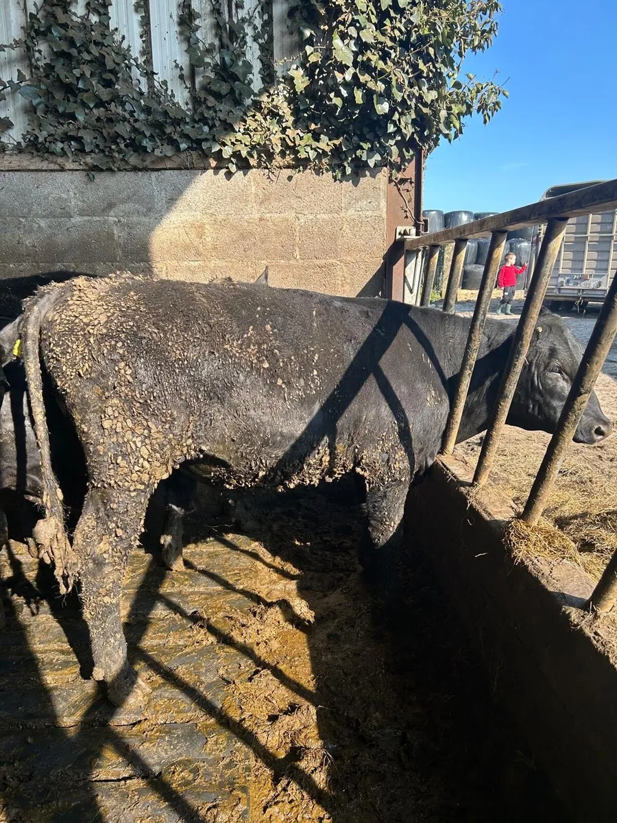 Angus Bullocks for sale - Image 4