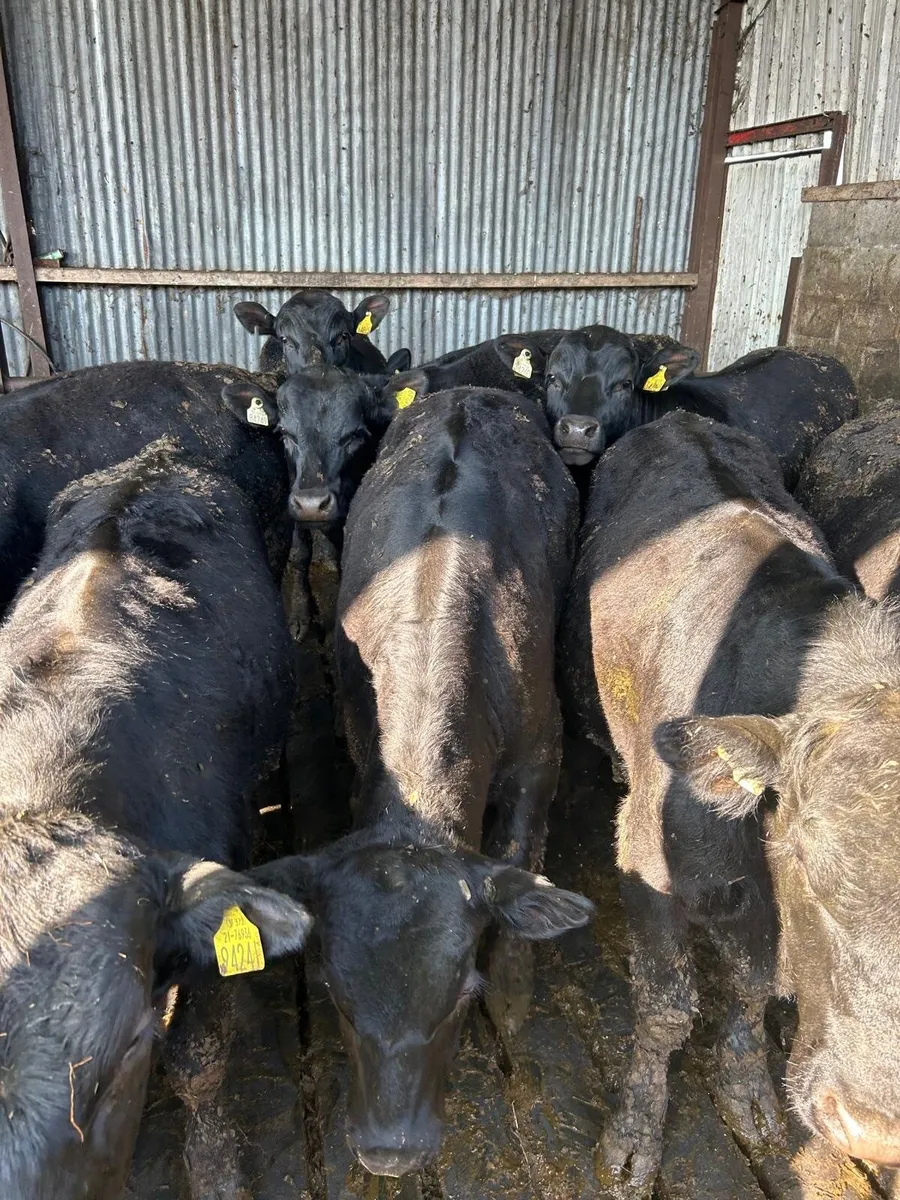 Angus Bullocks for sale - Image 1