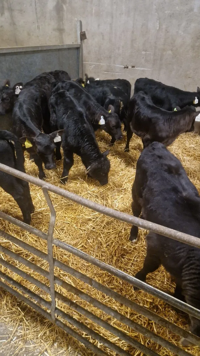 10 angus heifer calves - Image 2