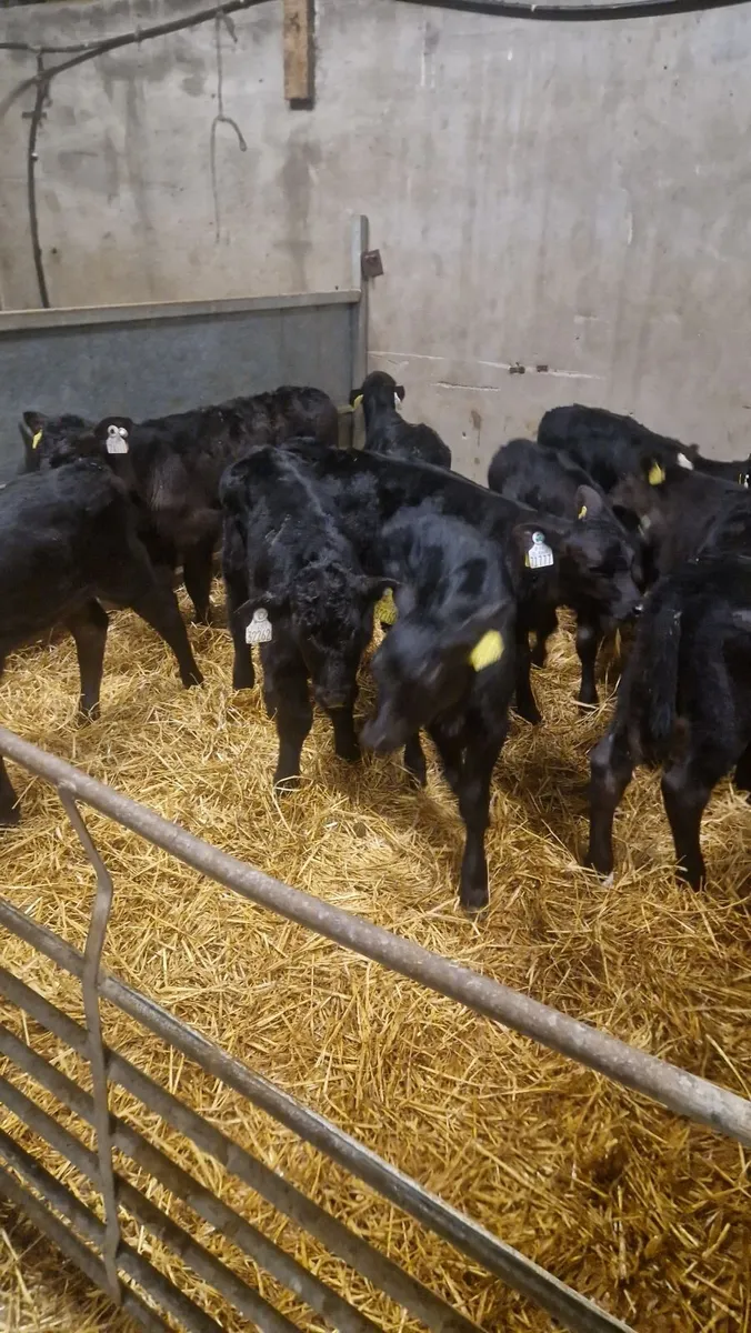 10 angus heifer calves - Image 3