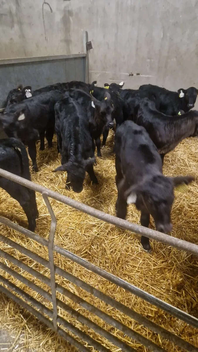10 angus heifer calves - Image 4