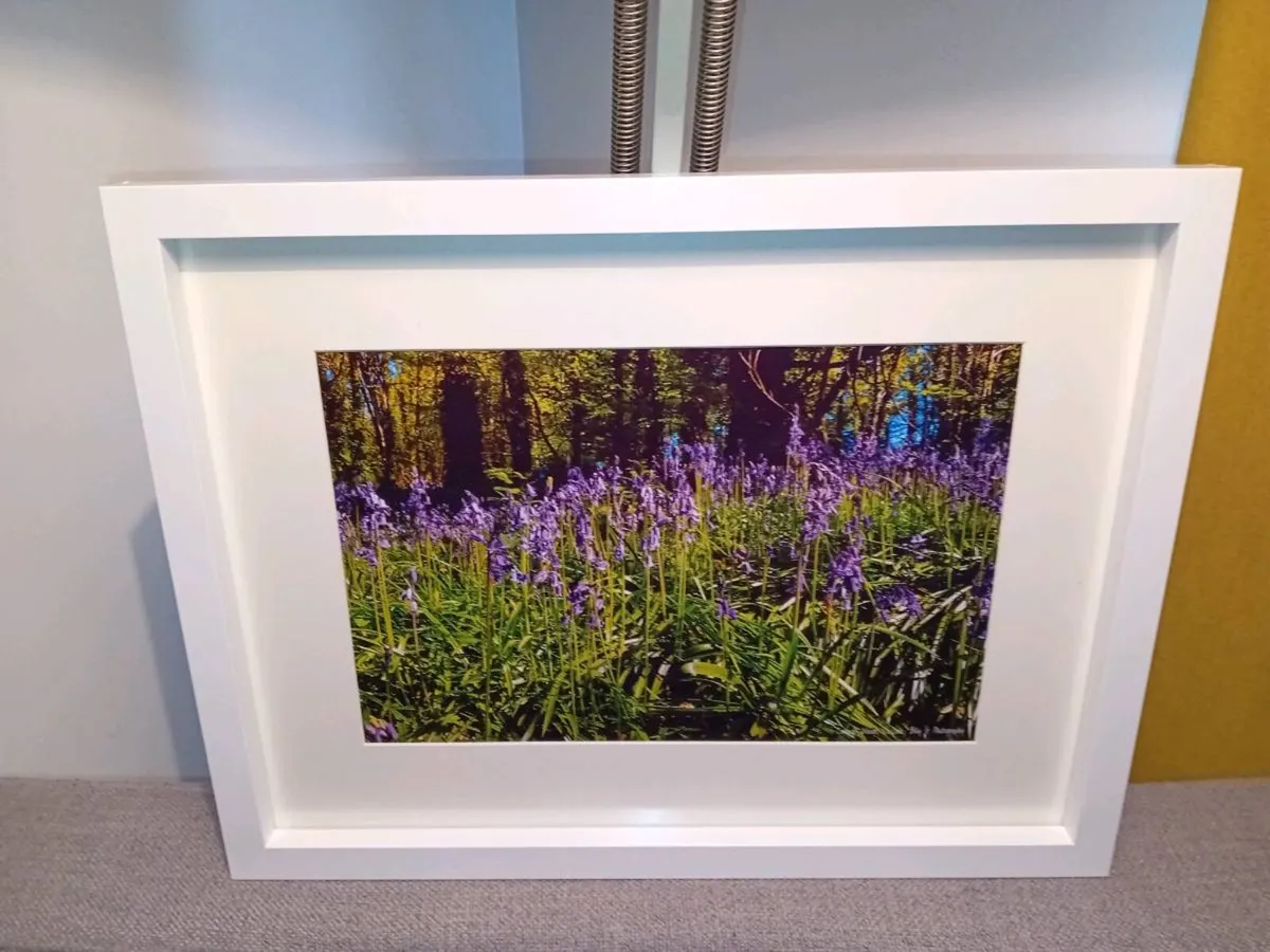 Curragh Woods, East Cork - Image 2