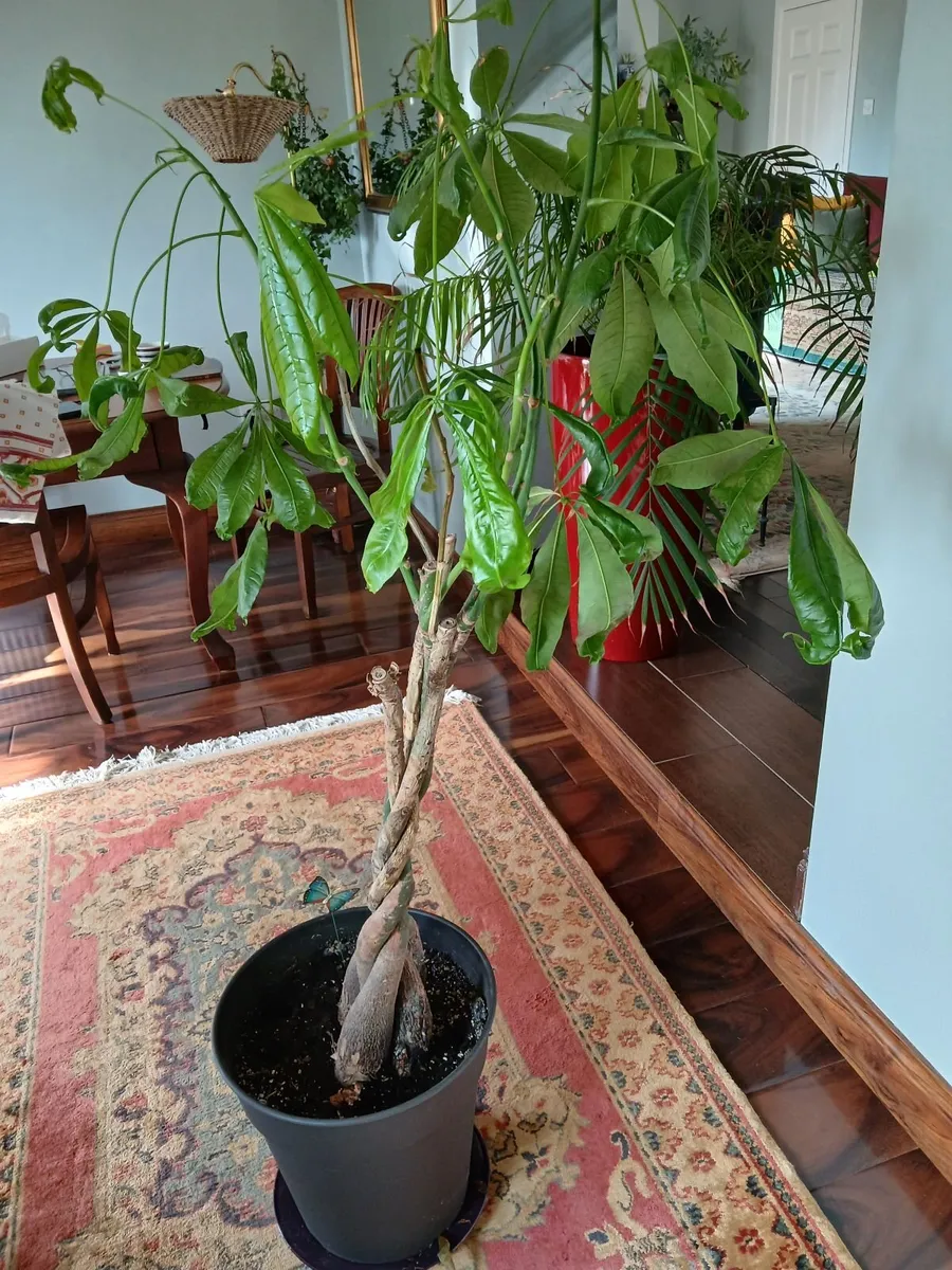 Large plant - Image 2