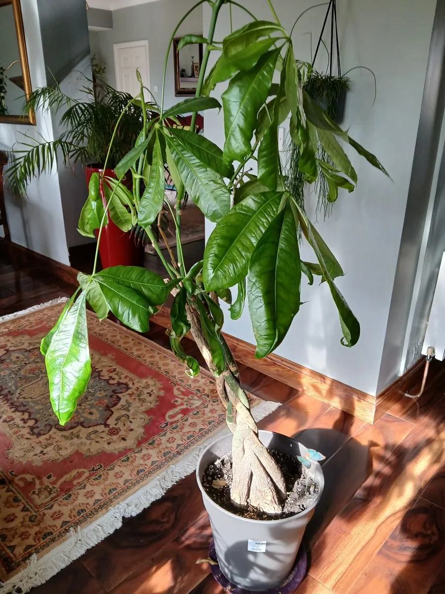 Large plant - Image 1