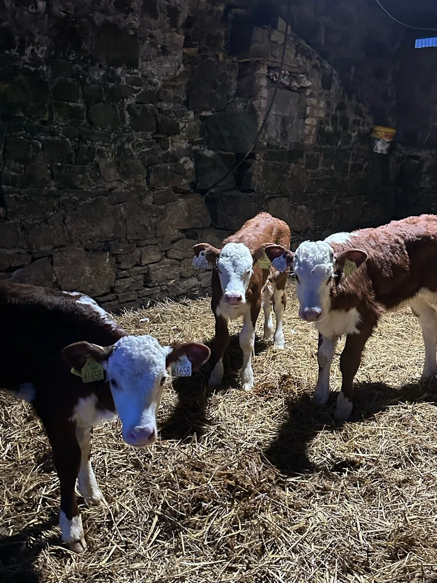 🌟5 super red heifers 🌟 - Image 1