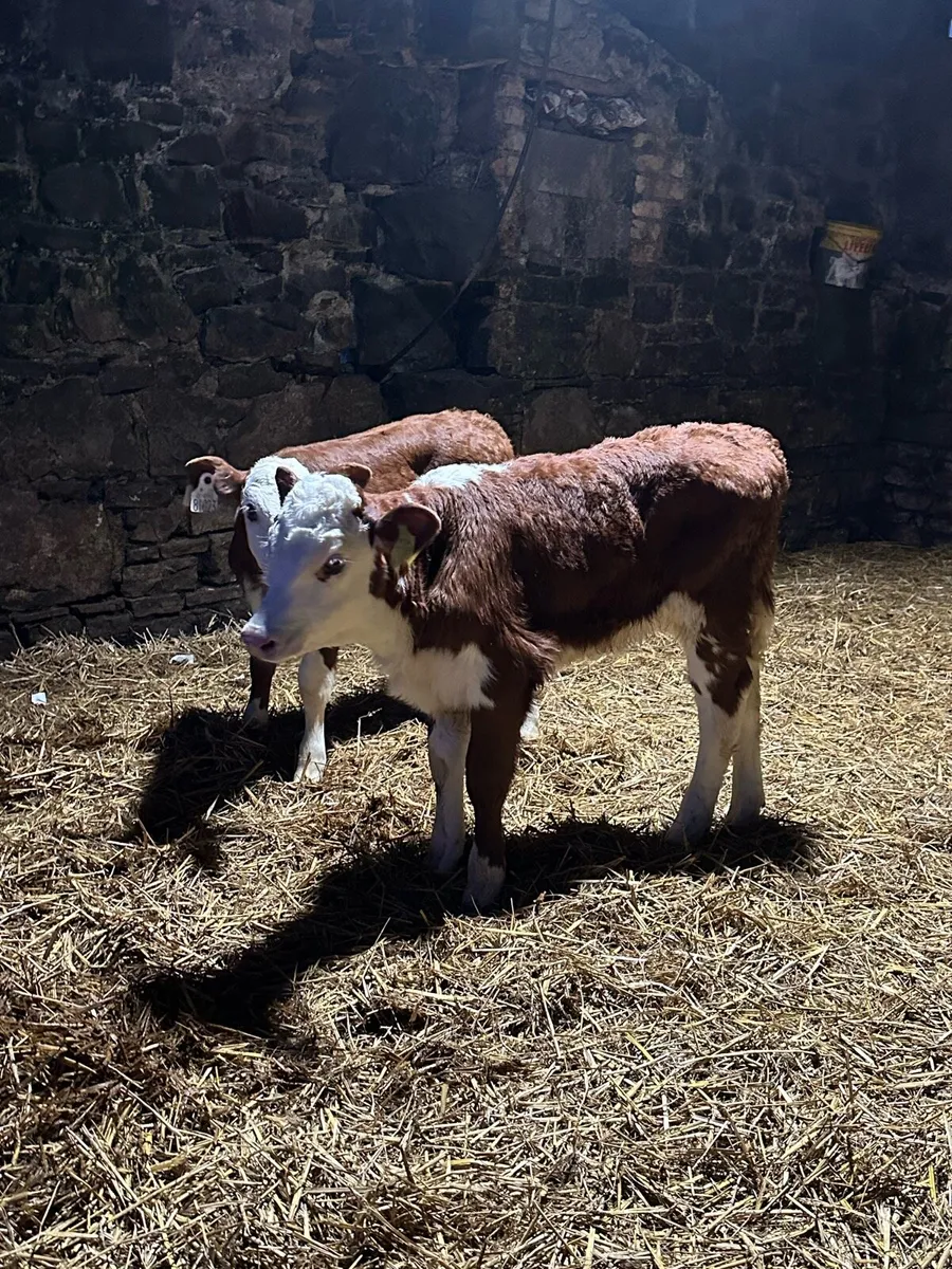 🌟5 super red heifers 🌟 - Image 2