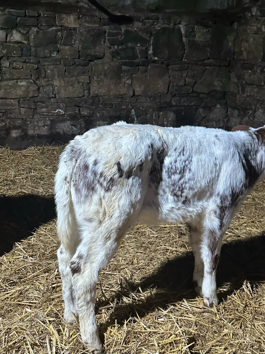 🌟5 super red heifers 🌟 - Image 3