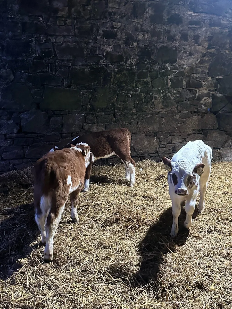 🌟5 super red heifers 🌟 - Image 4